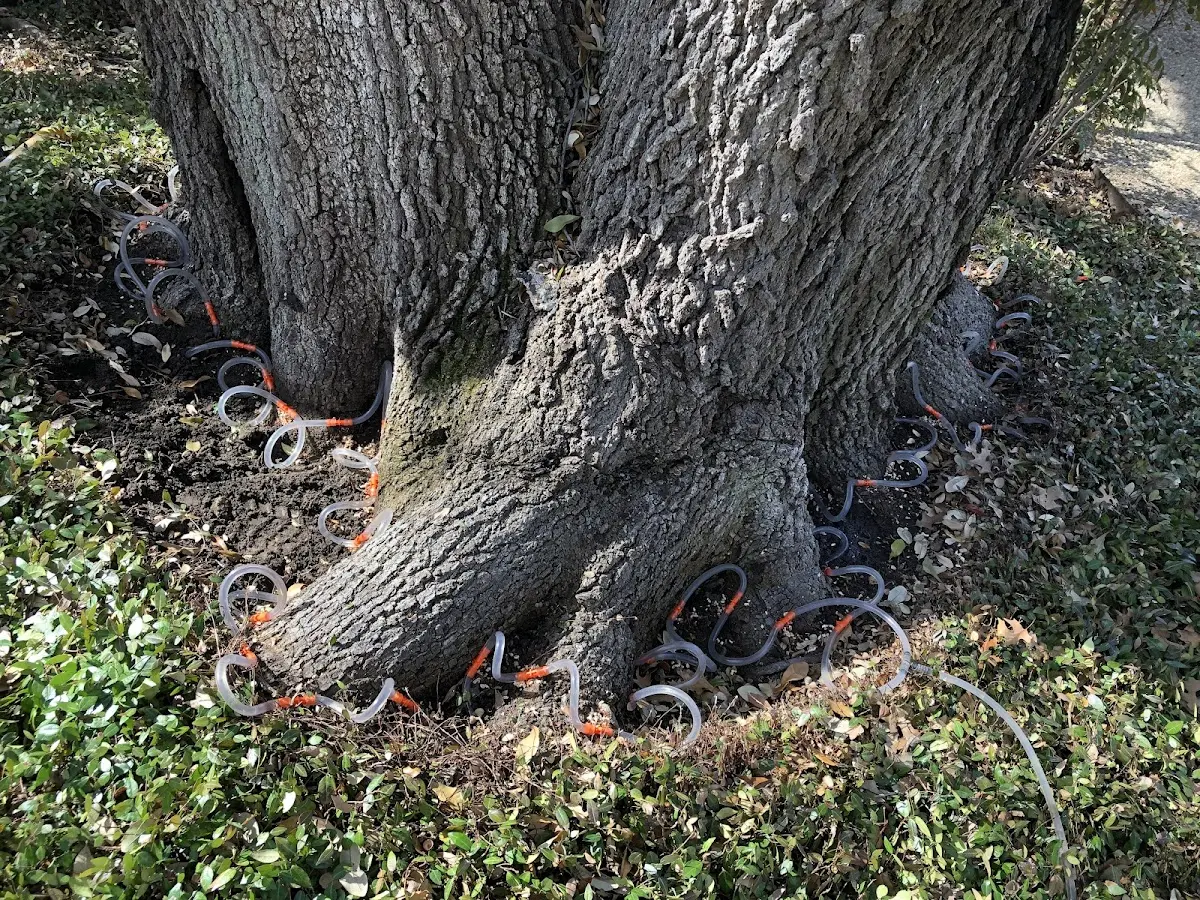 Detailed Tree Cabling and Bracing job site in North Branch