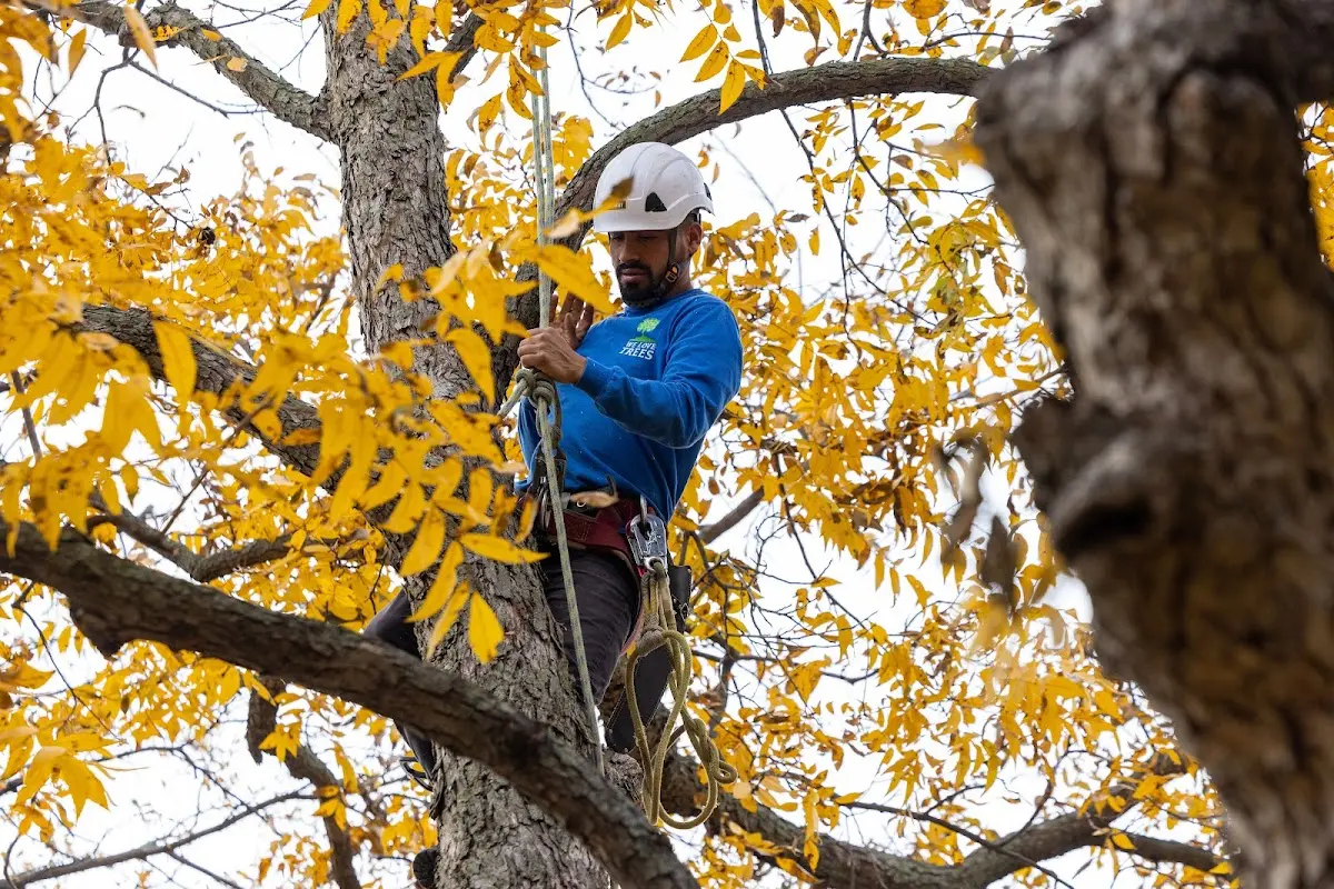 Skilled Storm Damage Cleanup crew working in North Branch