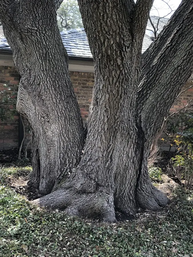 Mature heritage tree close to a North Branch property cared for by certified arborists